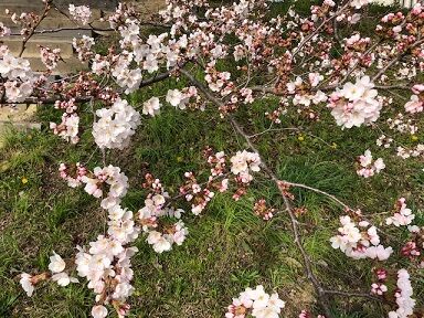 上賀茂の桜3