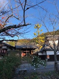 ★哲学の道白椿
