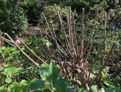伐られた芙蓉
