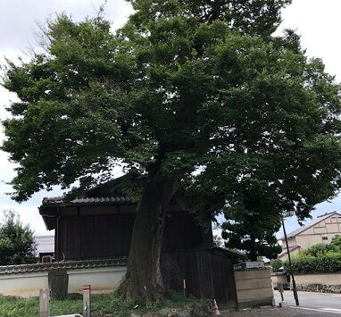 むくのき