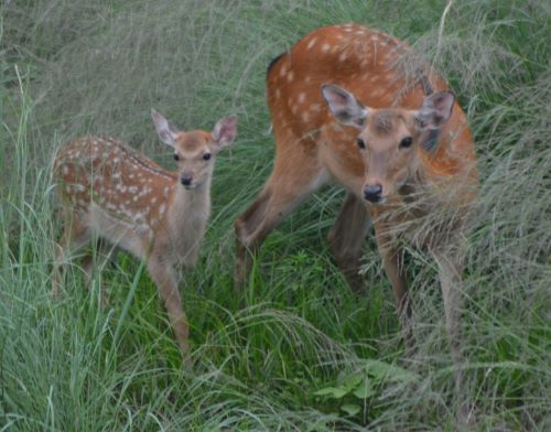 3頭目は母鹿と