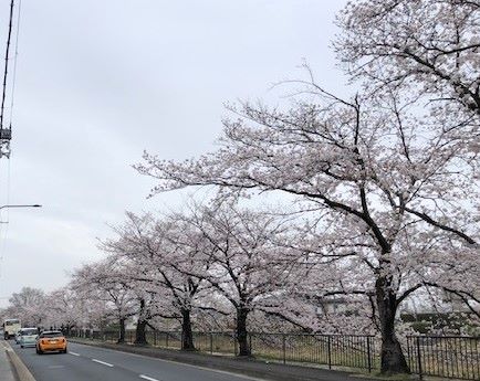 川端桜1
