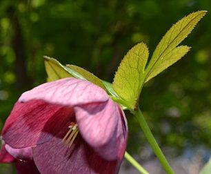 Xmas Rose violet