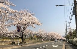 川端桜並木2018-3-29