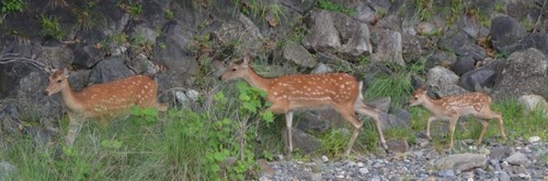 対岸の３頭南へ移動列