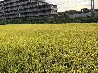 稲穂実る田に赤とんぼ