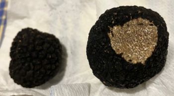 トリュフ裏返す