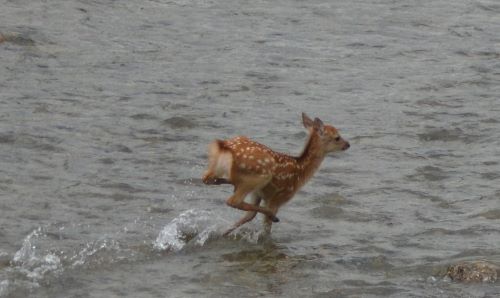 川を走る仔鹿①