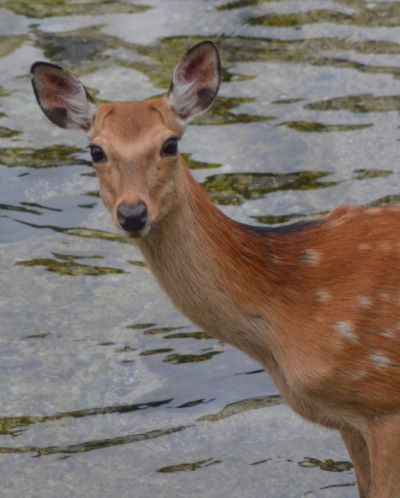 川を渡る鹿、とても美しい