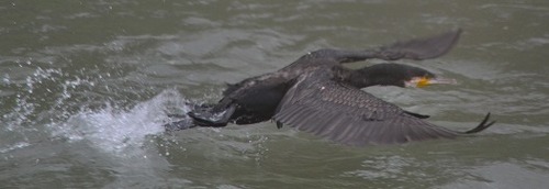 川鵜飛び立つ
