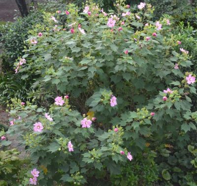 きょうの芙蓉(全体)