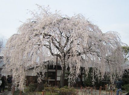 本満寺の枝垂れ2