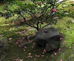 ★宝鏡寺の椿