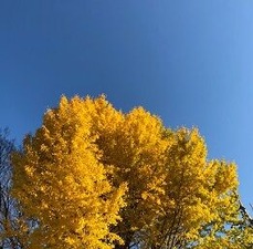 ★いちょう