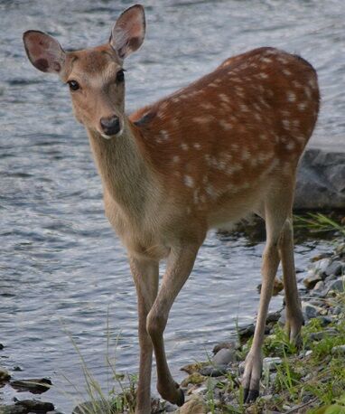 ウォーキング