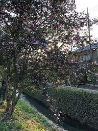 ★哲学の道のピンクの椿