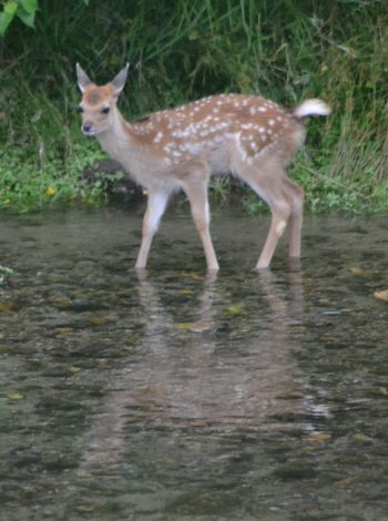 川へ入った仔鹿　おっかなびっくり