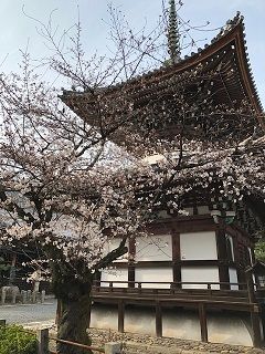 本法寺の塔と桜