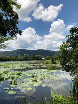Sayseiの京都日記 大覚寺大沢池は Sayseiの京都日記 大覚寺大沢池は