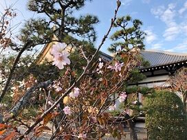 妙連寺冬桜
