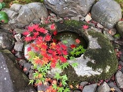 ★霊鑑寺つくばいもみじ