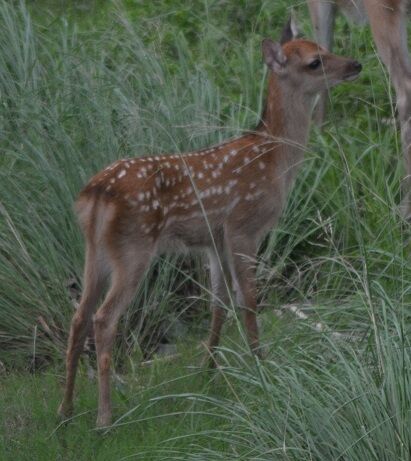 ☆仔鹿の表情