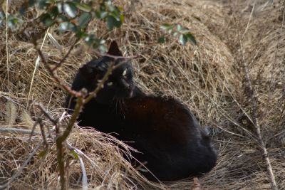 隣家の庭の枯れ草の上で日向ぼっこするクロネコ