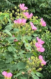 右辺の花