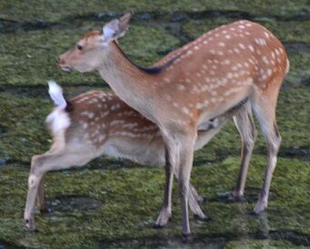 ☆まだおっぱいの欲しい年