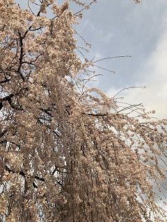 本満寺の枝垂れ7