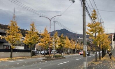 比叡といちょう