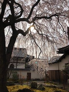 本満寺の枝垂れ6