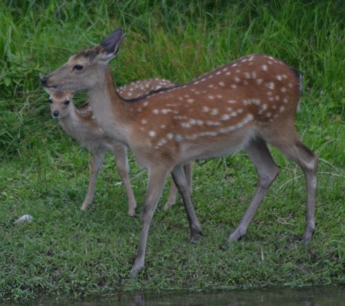 あとから川へ入る母子