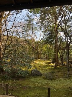 苔庭