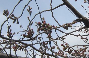 本満寺染井吉野