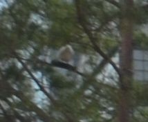 ⑥の白鳩