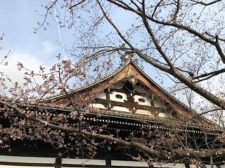妙顕寺の染井吉野
