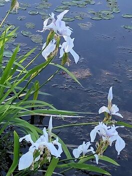 ☆深泥池のカキツバタ