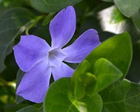 つる草の花