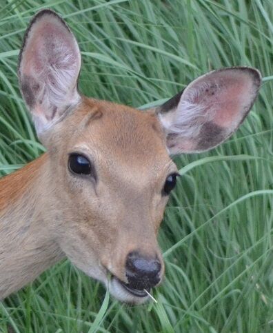 ☆母子と別の牝鹿2