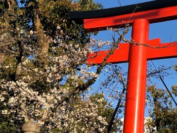 赤のみやの桜
