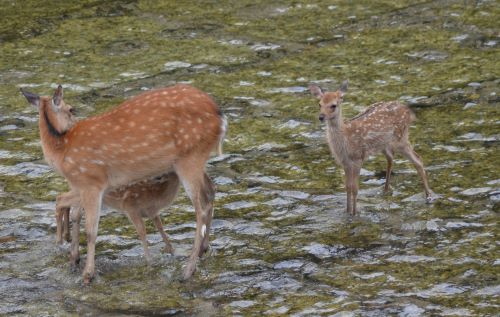 乳のむ仔鹿ともう一頭の仔鹿