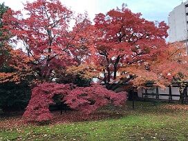 ★宝鏡寺いろはもみじ