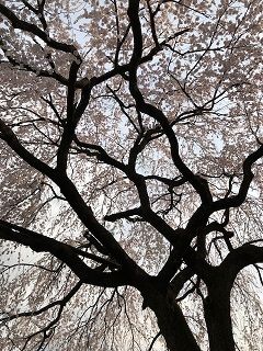 本満寺の枝垂れ4