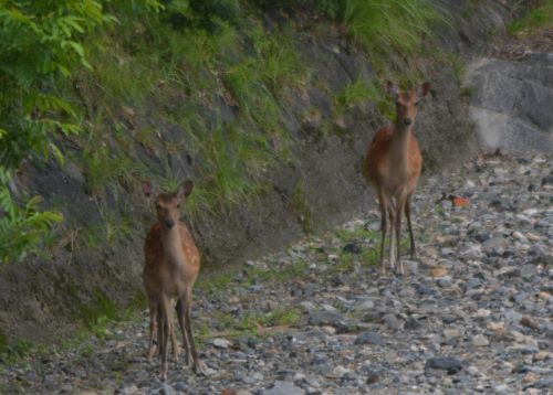 向こう岸の２頭