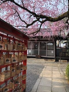 水火天満宮絵馬と桜