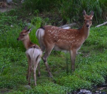★おやこ