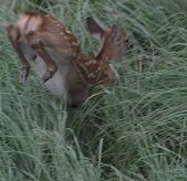 ☆仔鹿はねる