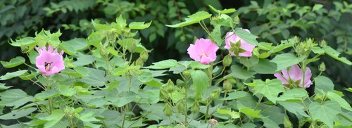 きょうの芙蓉