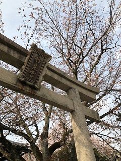 本満寺の染井吉野2